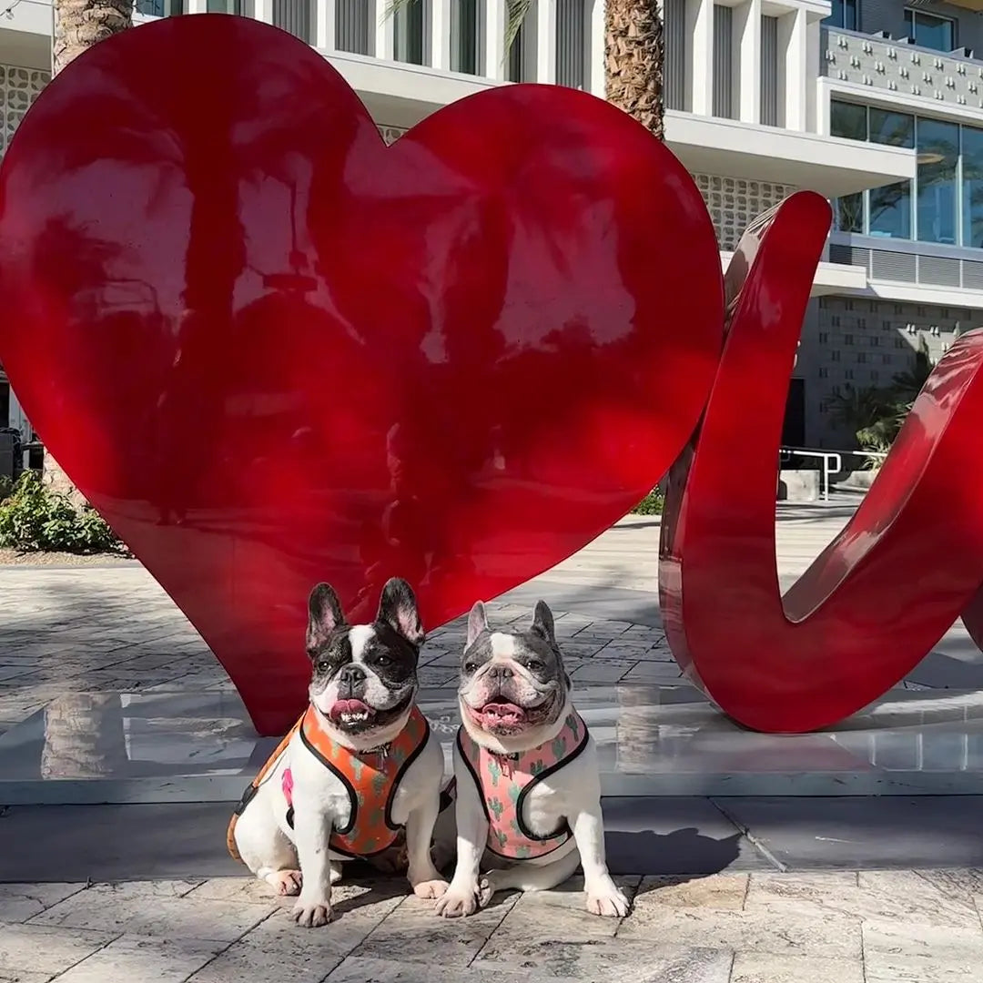 Succa For You Reversible Harness Pawmigo