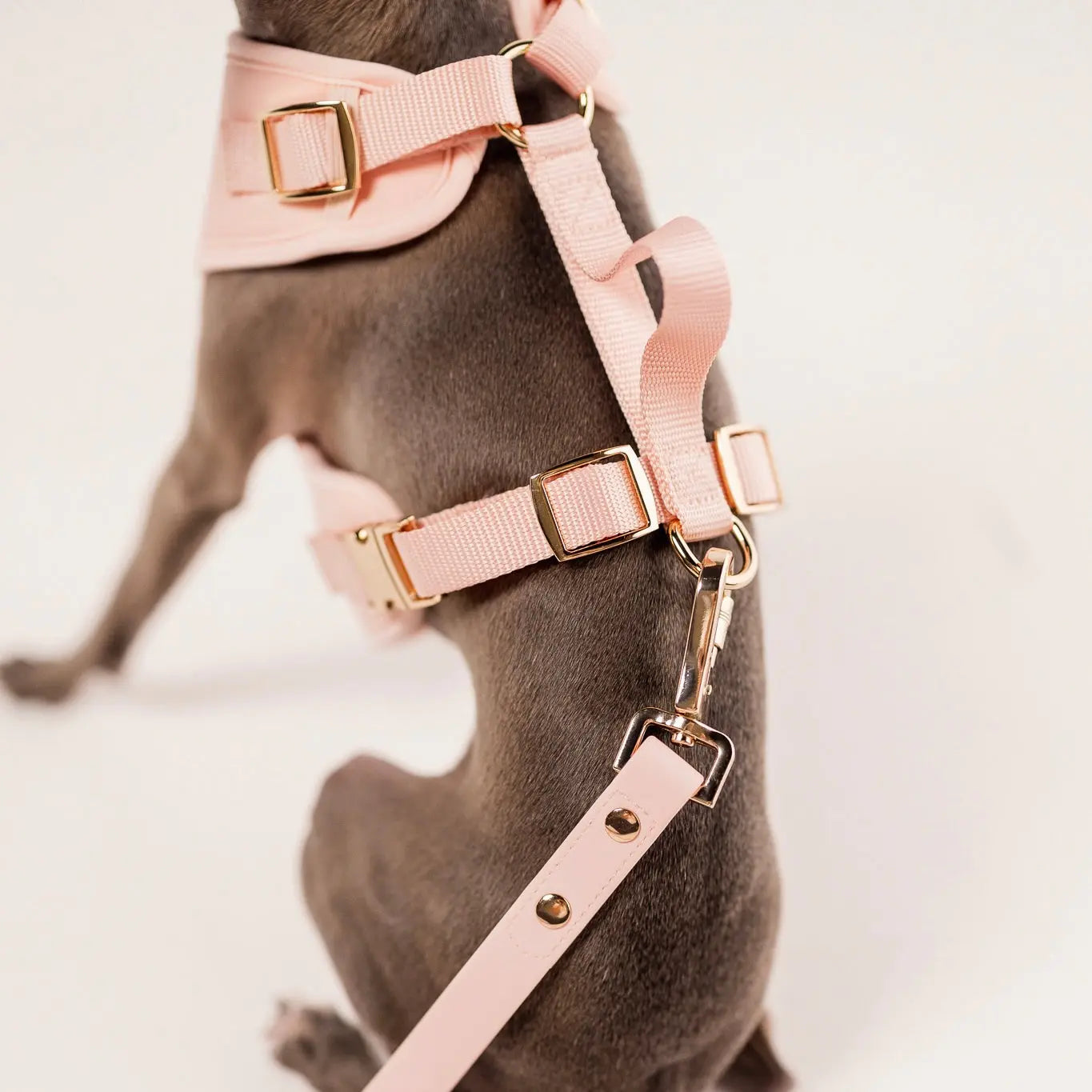 Elise Harness & Leash Set - Rose - K9 Outdoors
