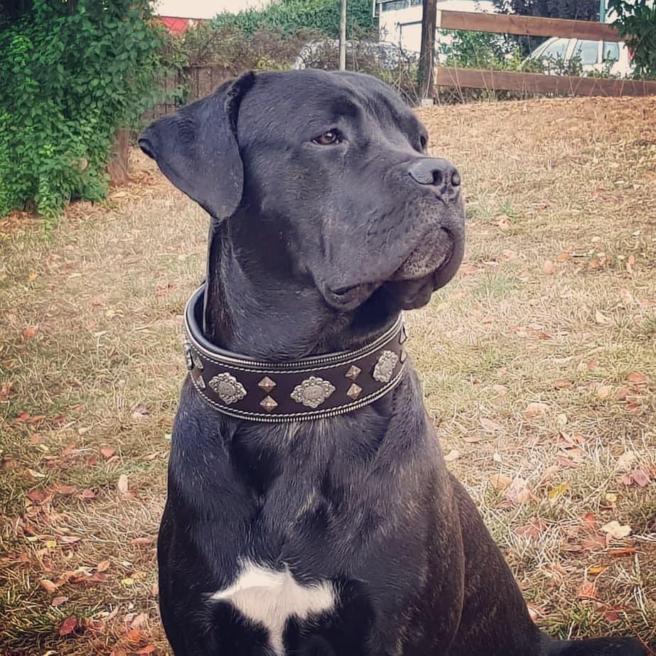 Bestia Aztec Leather Dog Collar – Black
