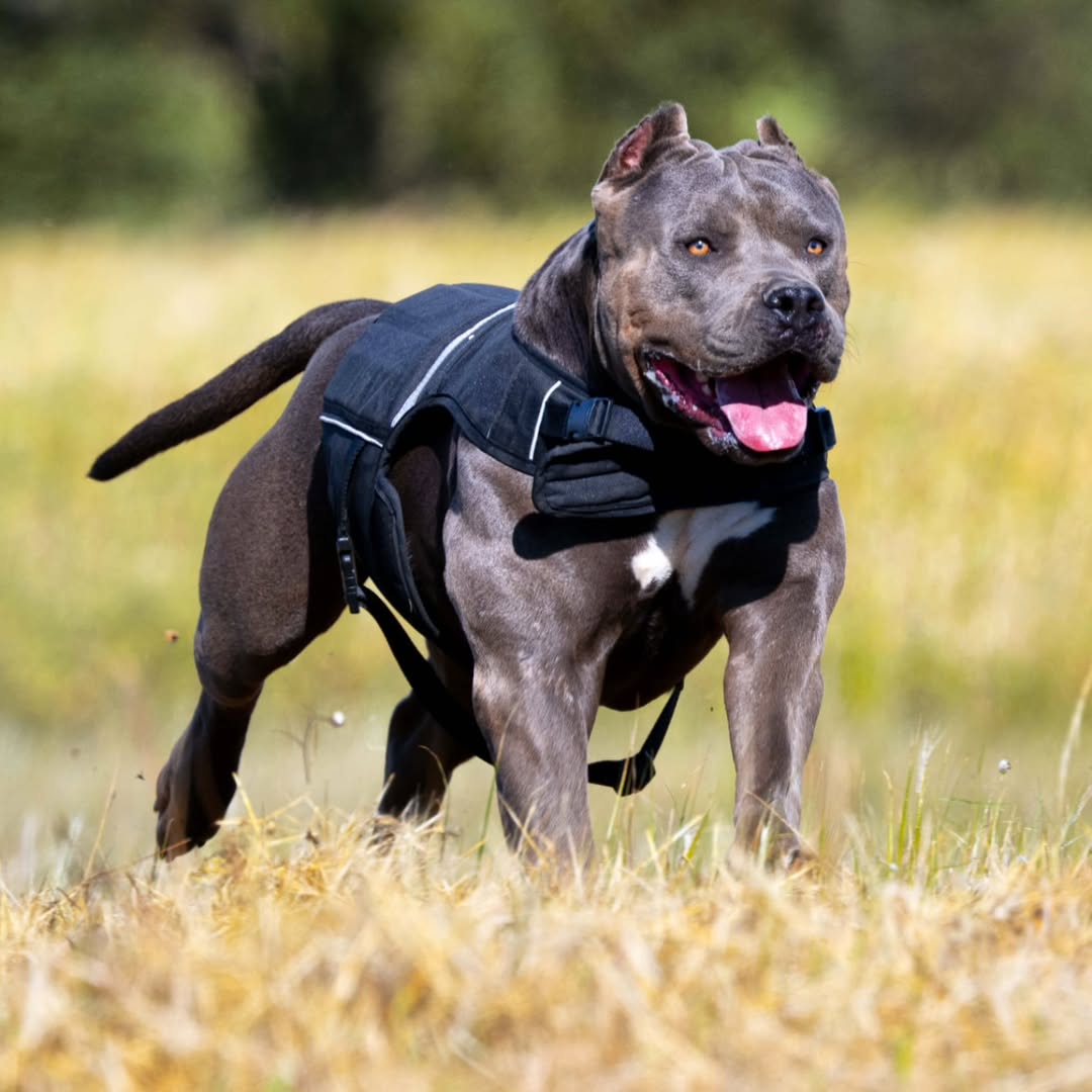 Bestia Dog Sport Weighted Harness