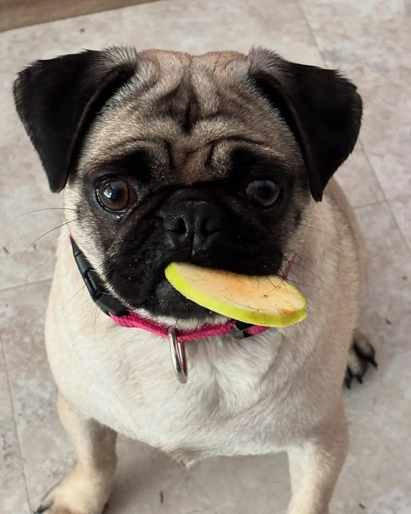 Dog Chips- Apple Chips - Large Bag - K9 Outdoors