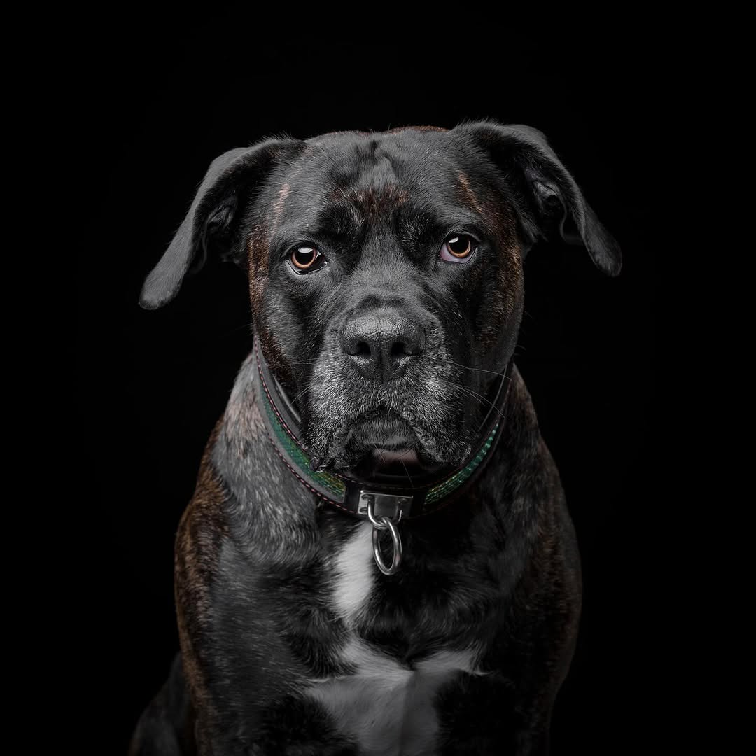Bestia D'Albertis Leather Dog Collar