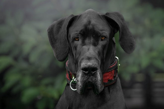 Bestia Red Dragon Leather Dog Collar