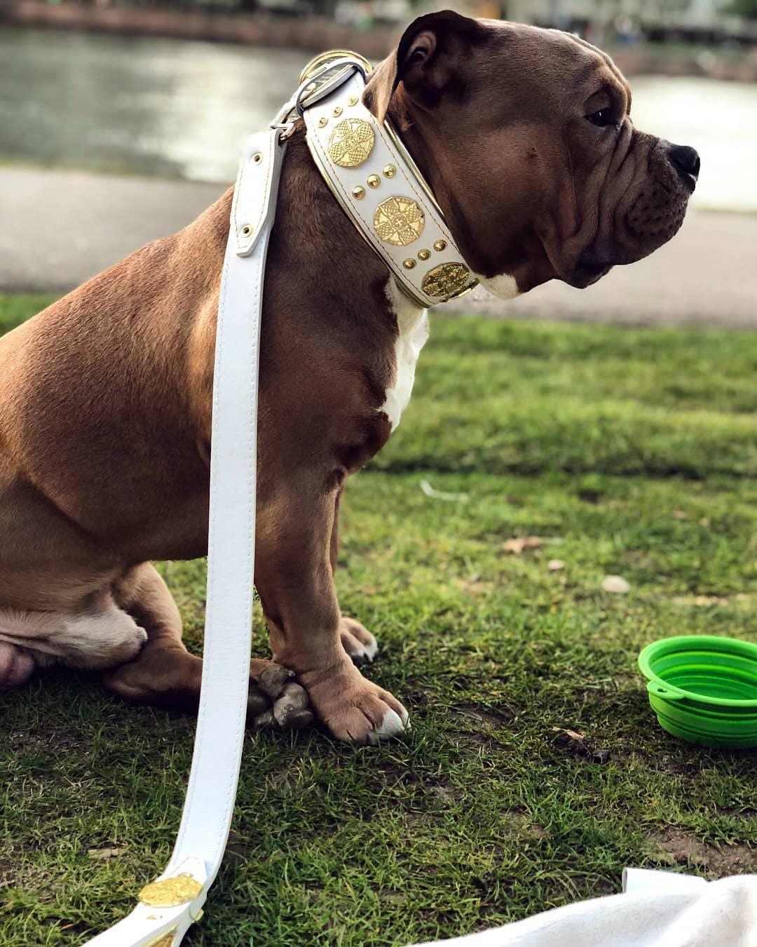 Bestia Maximus Leather Dog Leash – White & Gold