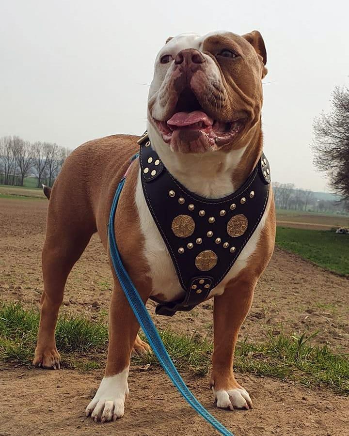 Bestia Maximus Leather Dog Harness – Black & Gold