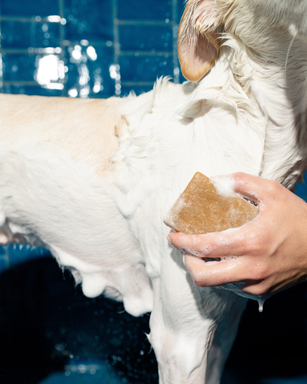 Nourishing Dog Shampoo Bar Springland Pets