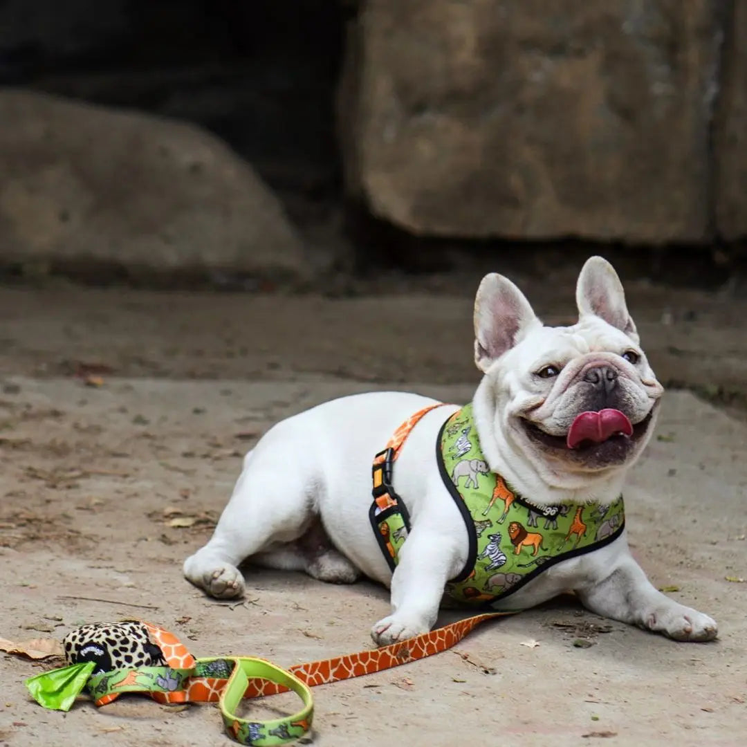 Wild Thing Reversible Harness Pawmigo