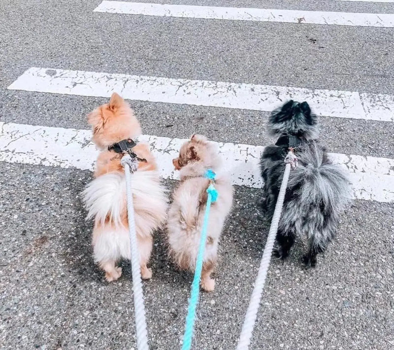 Dog Rope Leash - Teal