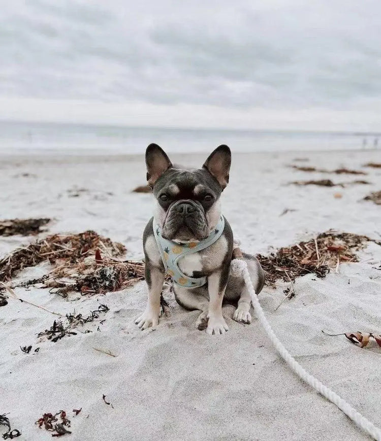 Dog Rope Leash - Mint Green