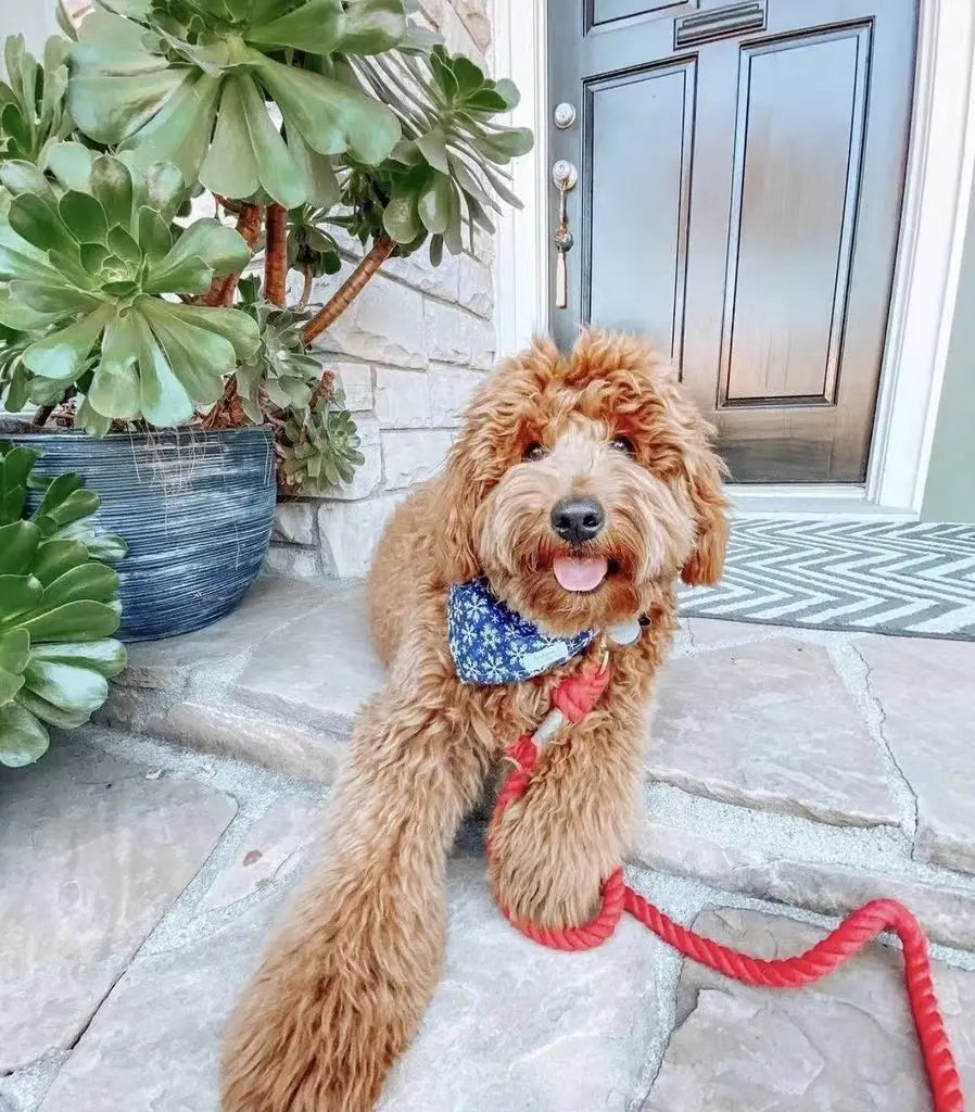 Dog Rope Leash - Mermaid PAWSOME PETS