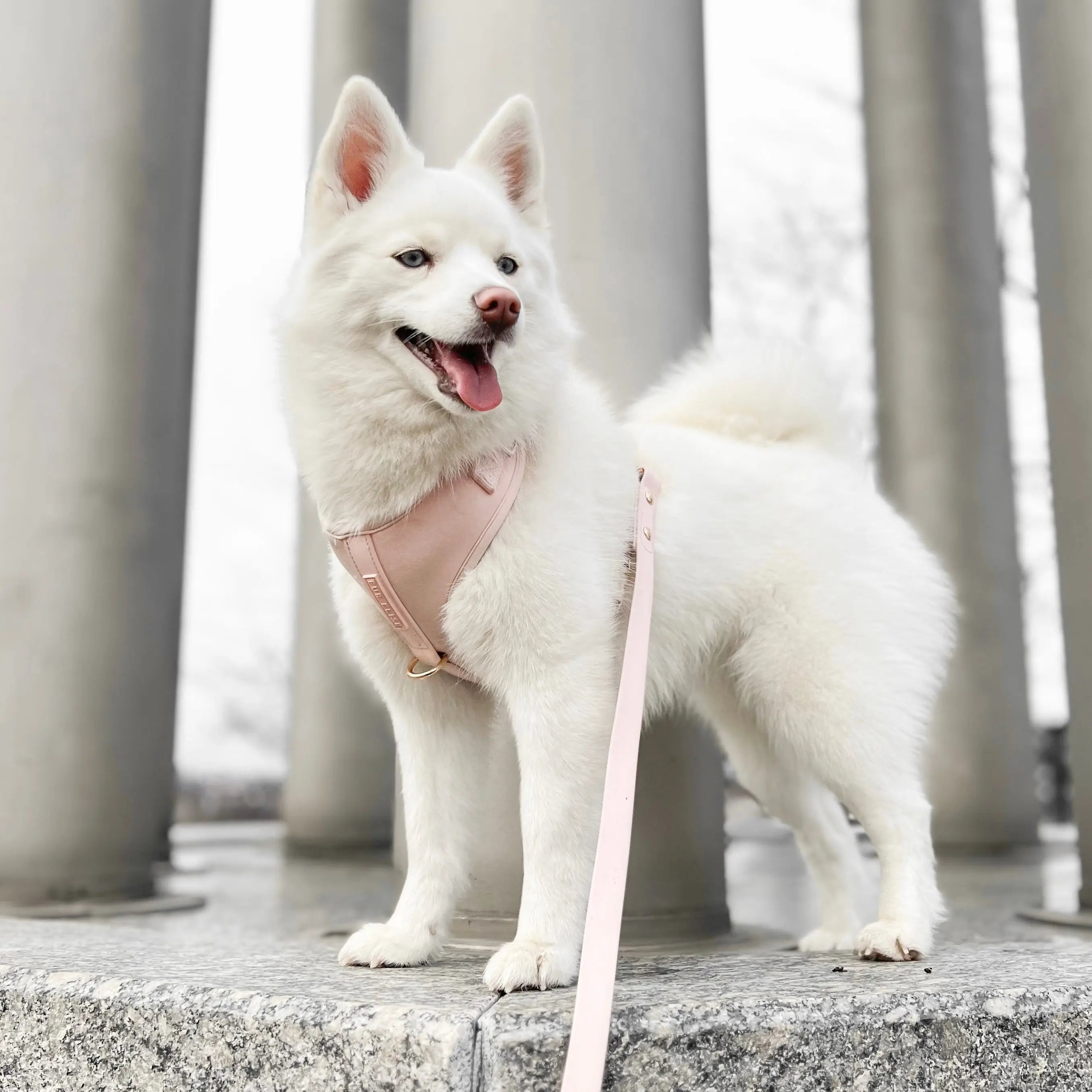 Elise Harness & Leash Set - Rose - K9 Outdoors