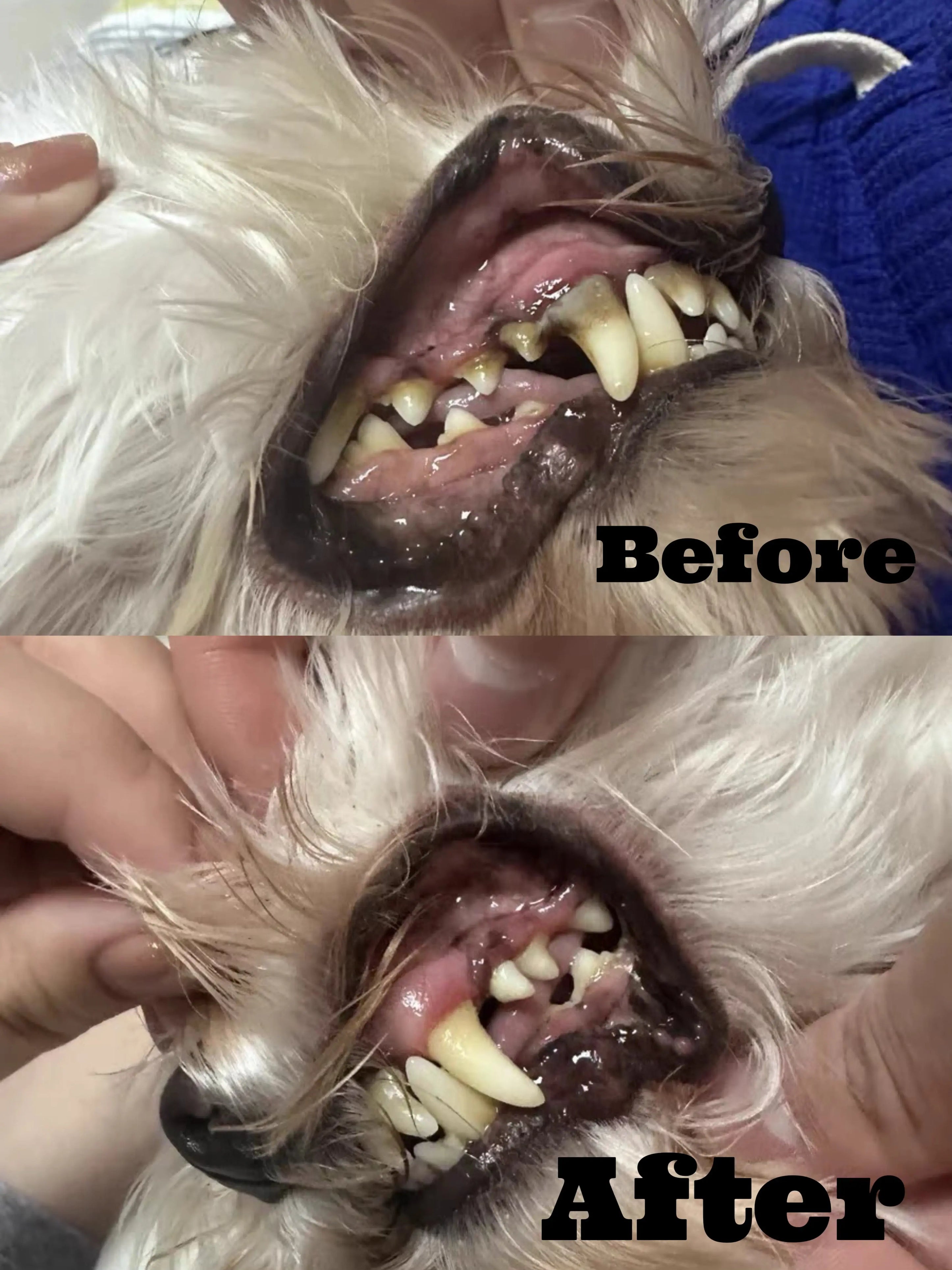 Dr. Milou Ultrasonic Home Pet Oral Care Set (100% Money Back Guarantee) Dr. Milou