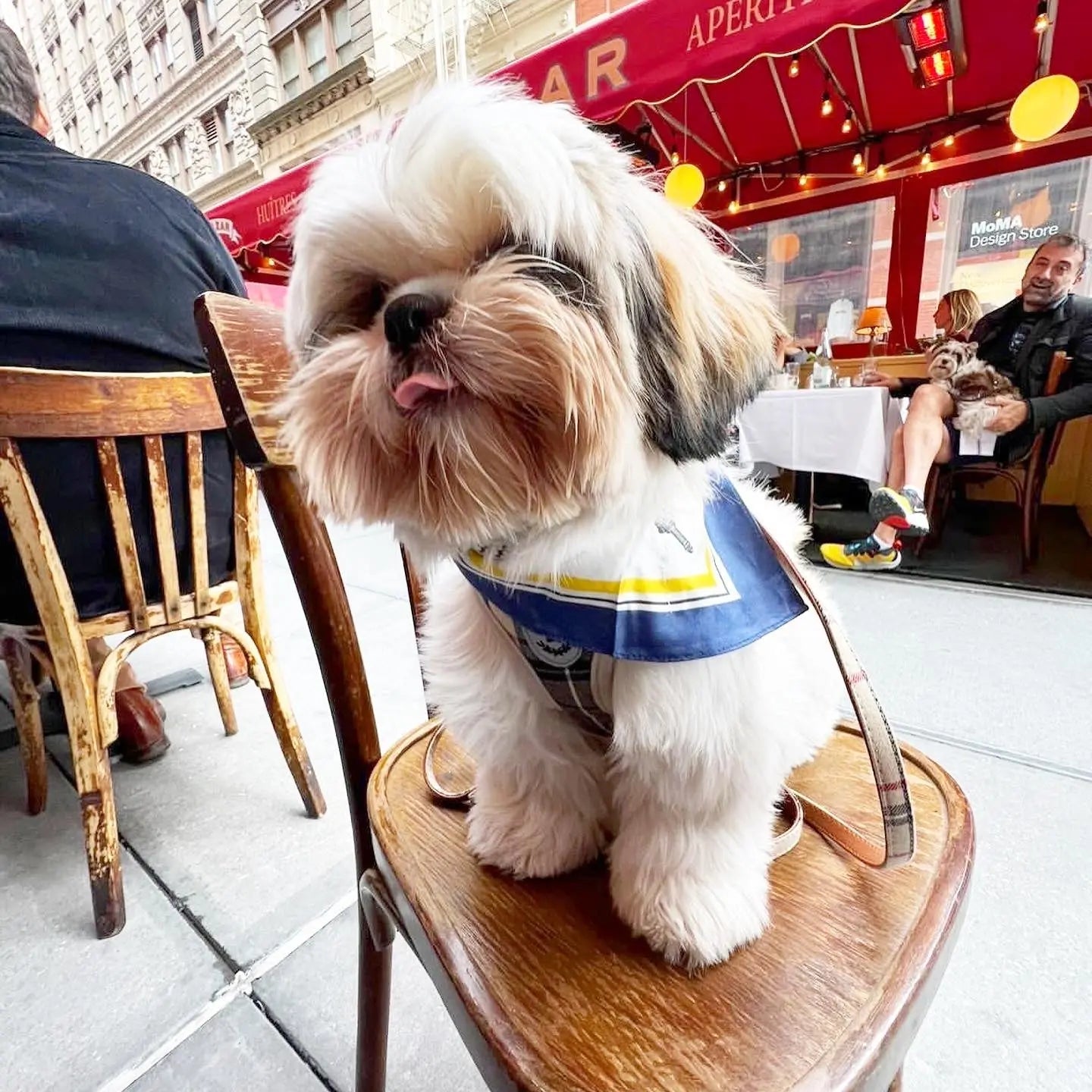 Erin 100% Silk Twill Dog Scarf, or Bandana BESPOKE PAWS