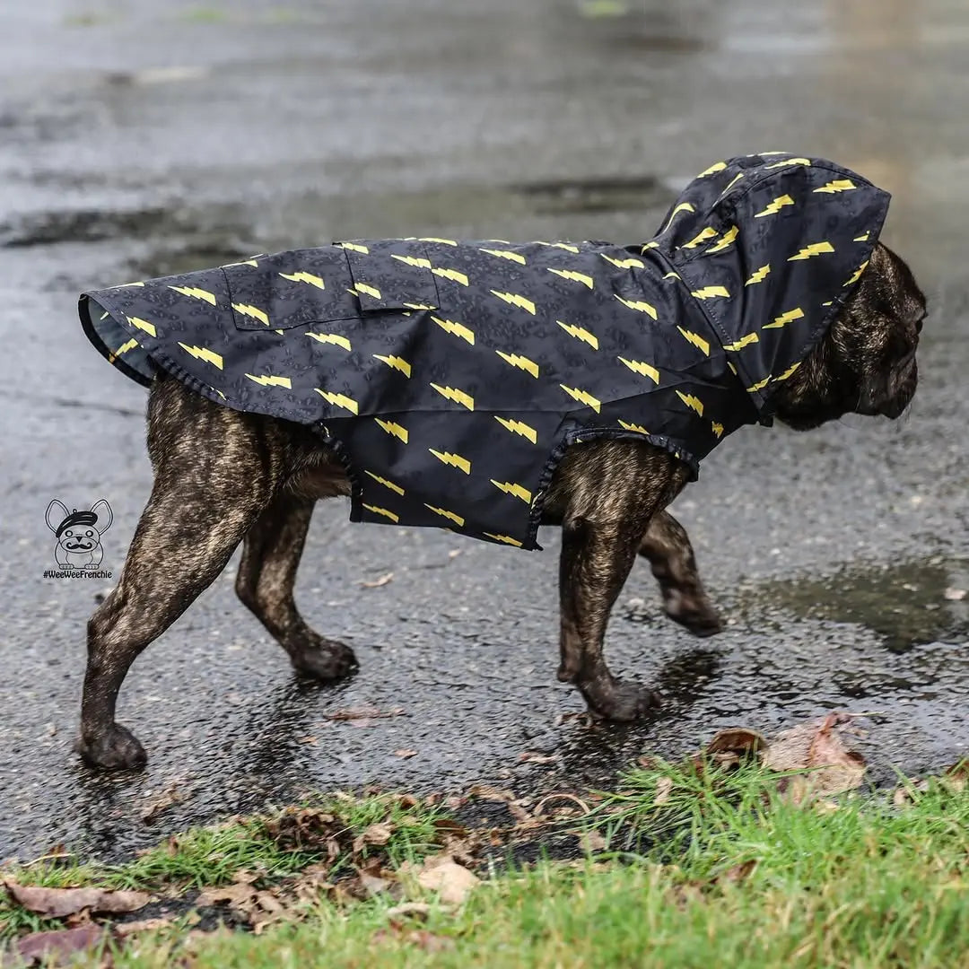 Pawgwarts Poncho Pawmigo