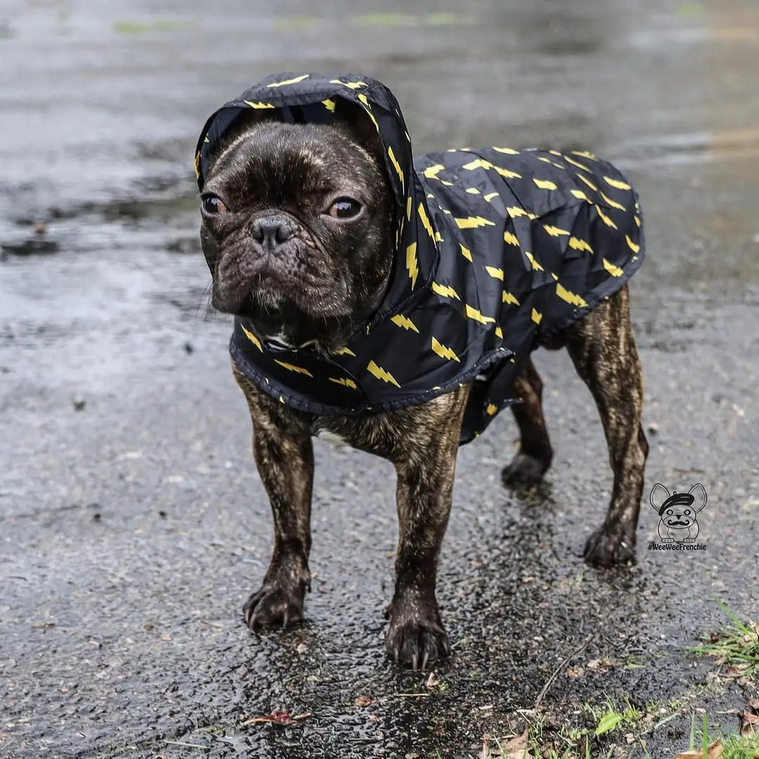Pawgwarts Poncho Pawmigo