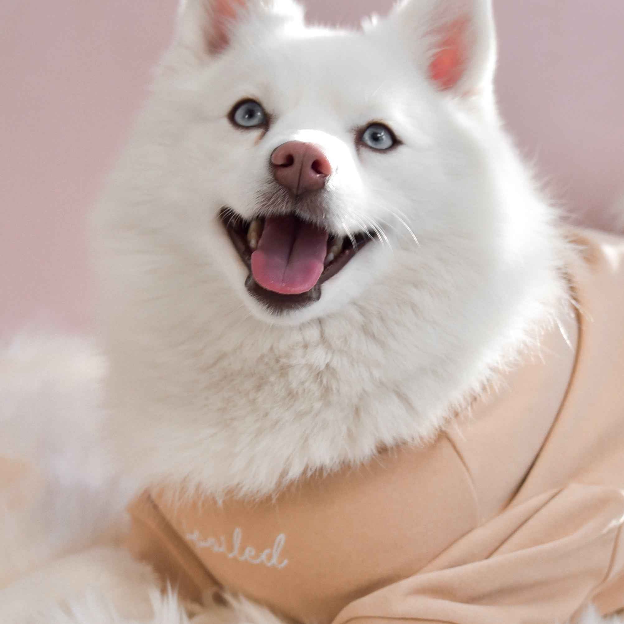 Fur Elise Spoiled Mock Neck Shirt - Latte