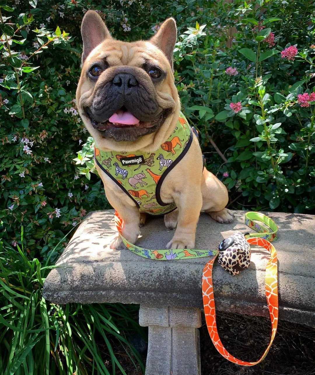 Wild Thing Reversible Harness Pawmigo