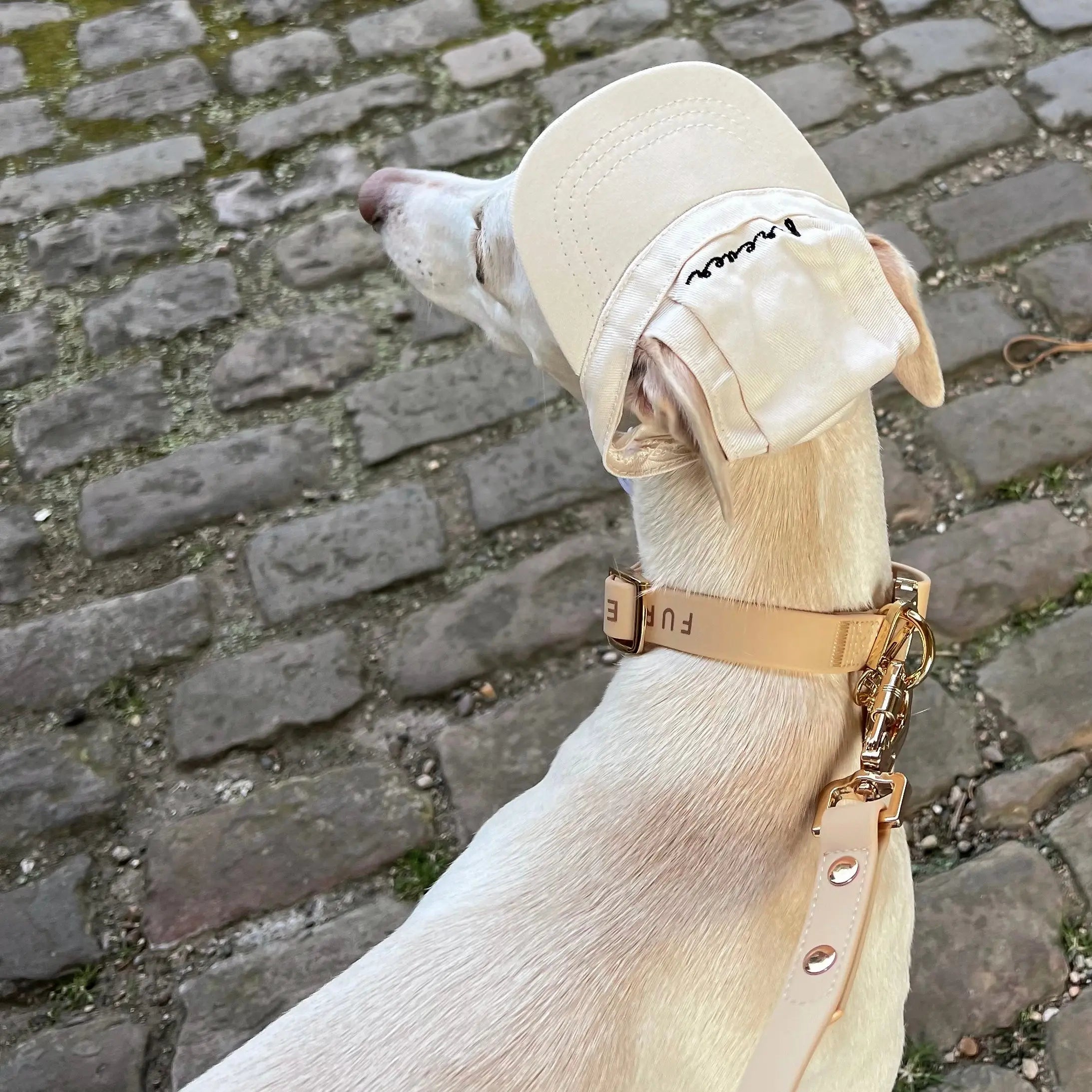 Elise Collar & Leash Set - Sand - K9 Outdoors