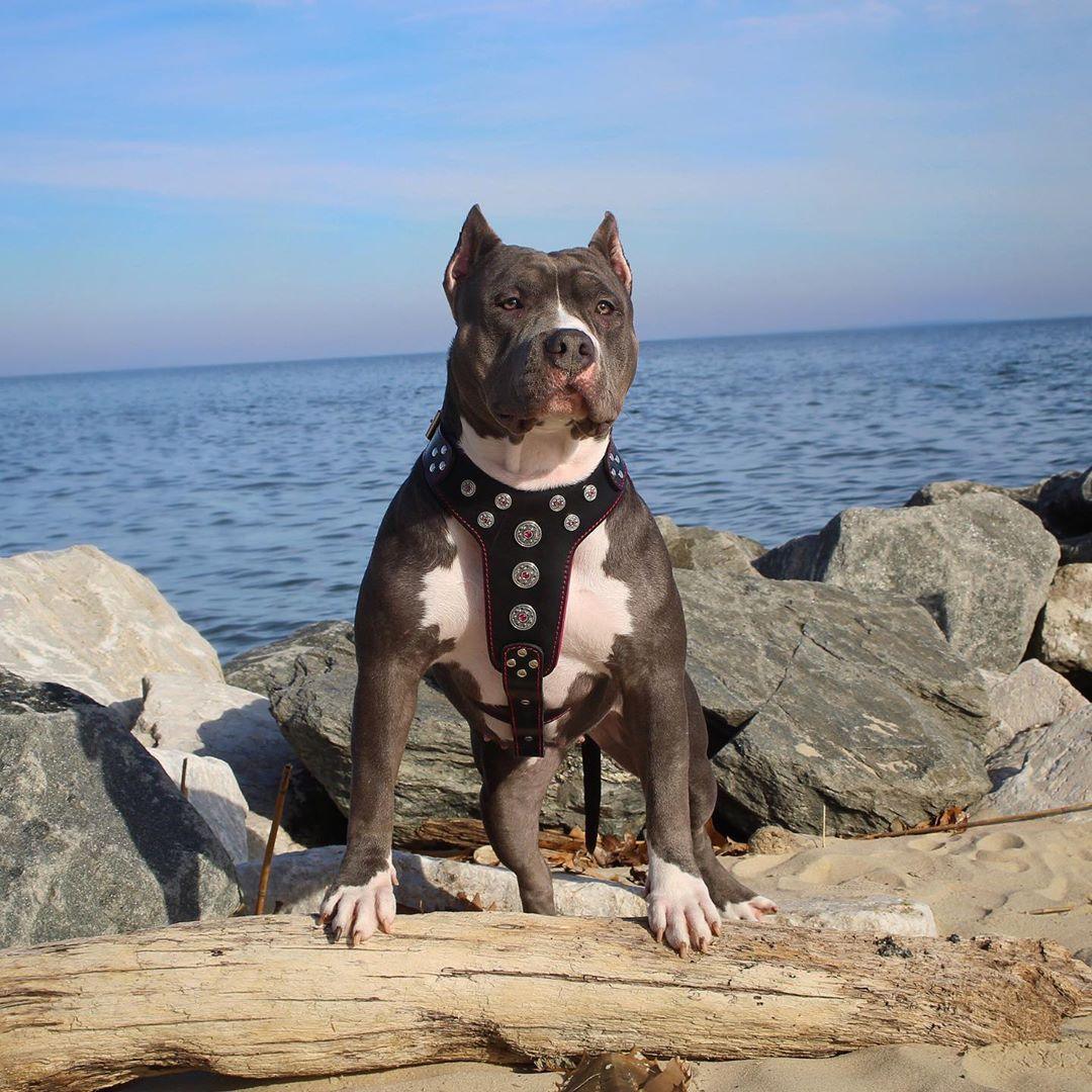 Bestia Bijou Leather Dog Harness – Black & Red, Large Breeds