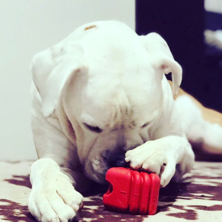 Heart on a String Dog Toy - Durable Rubber Tug Toy for Large Dogs | USA Made