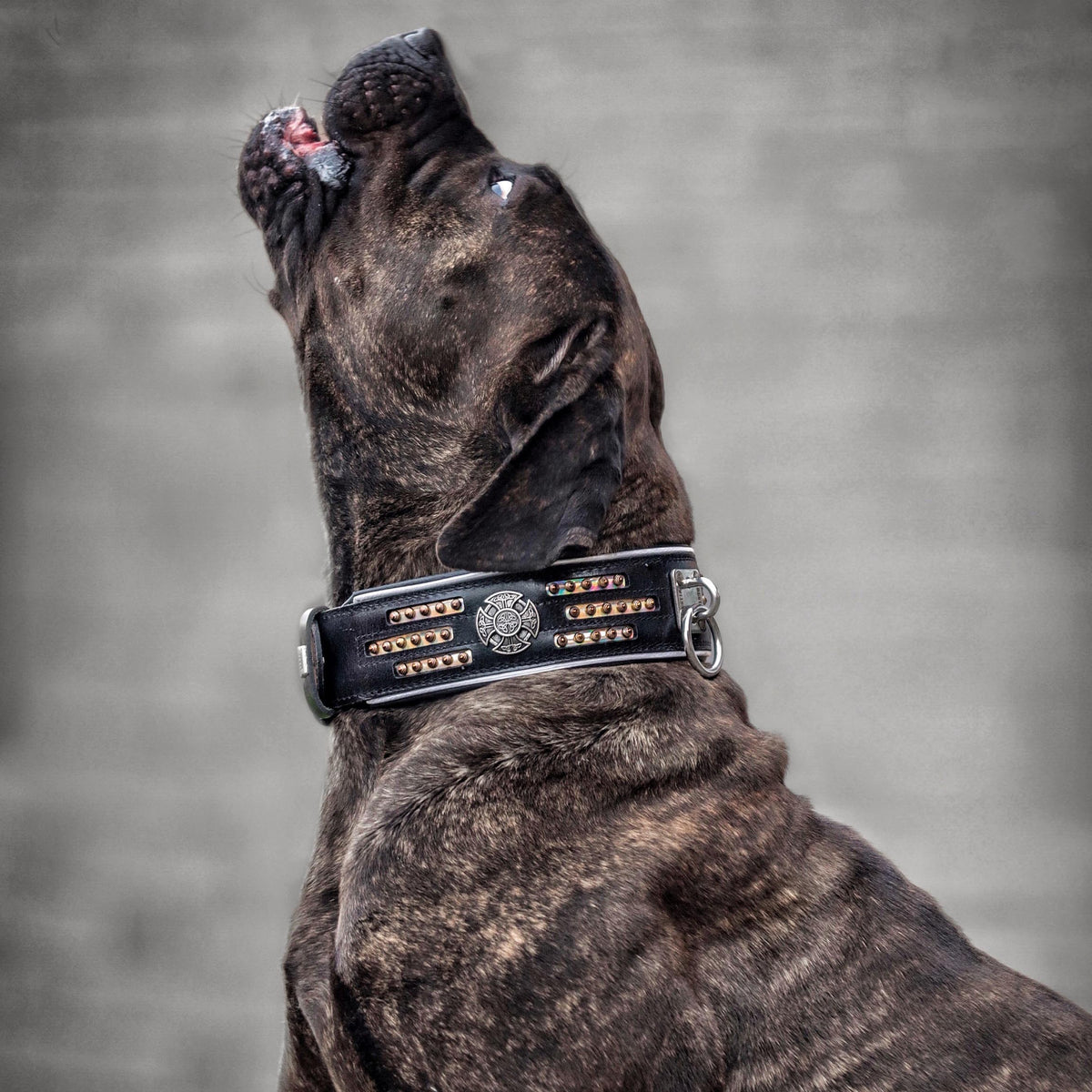 Bestia Atlantis Leather Dog Collar
