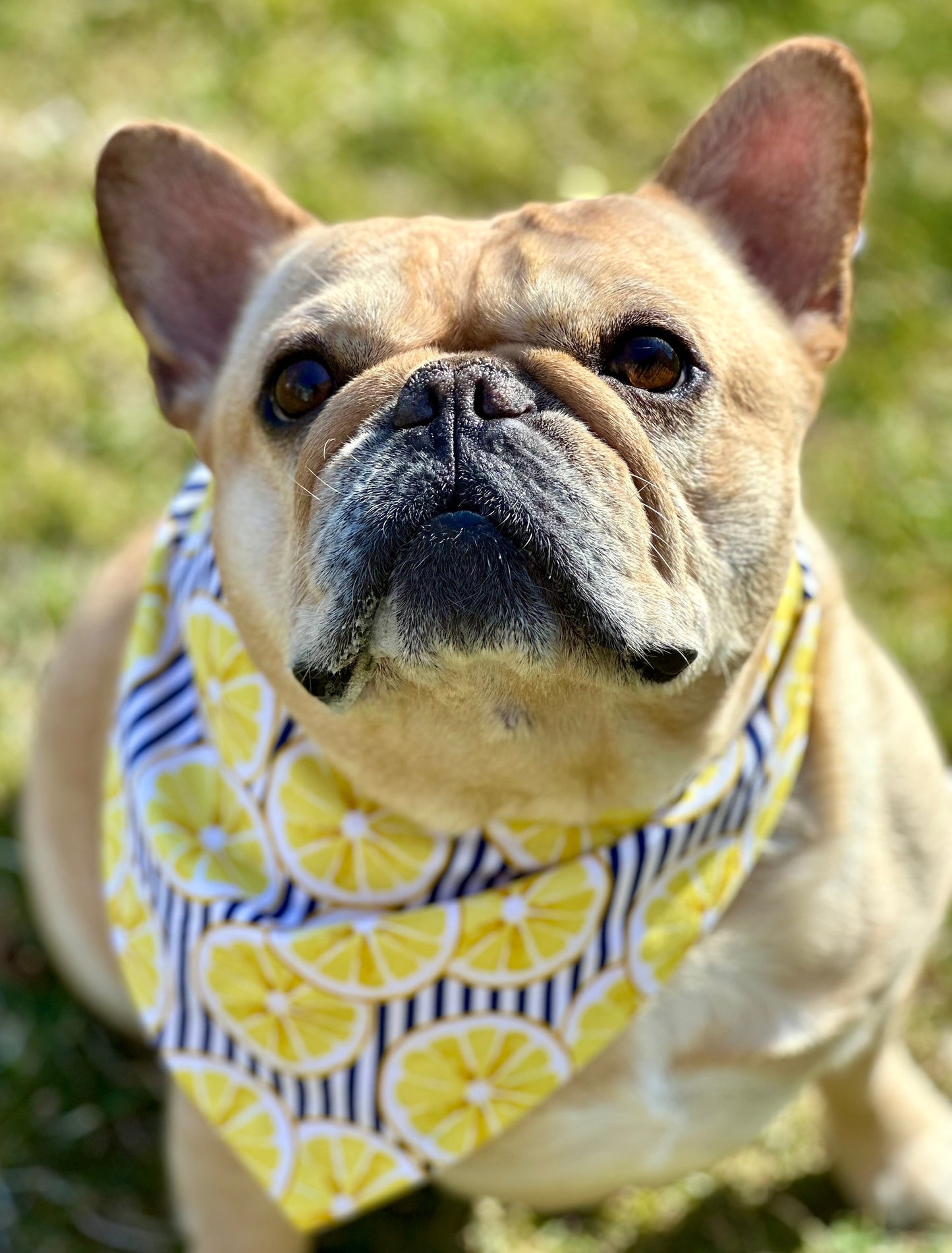 Lemon Dog Bandana Happy Tails Outfitters