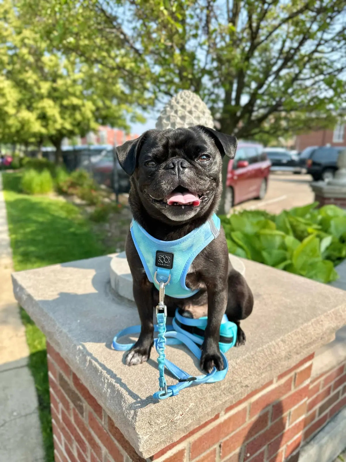 3-in-1 City Dog Leash - Ocean - K9 Outdoors