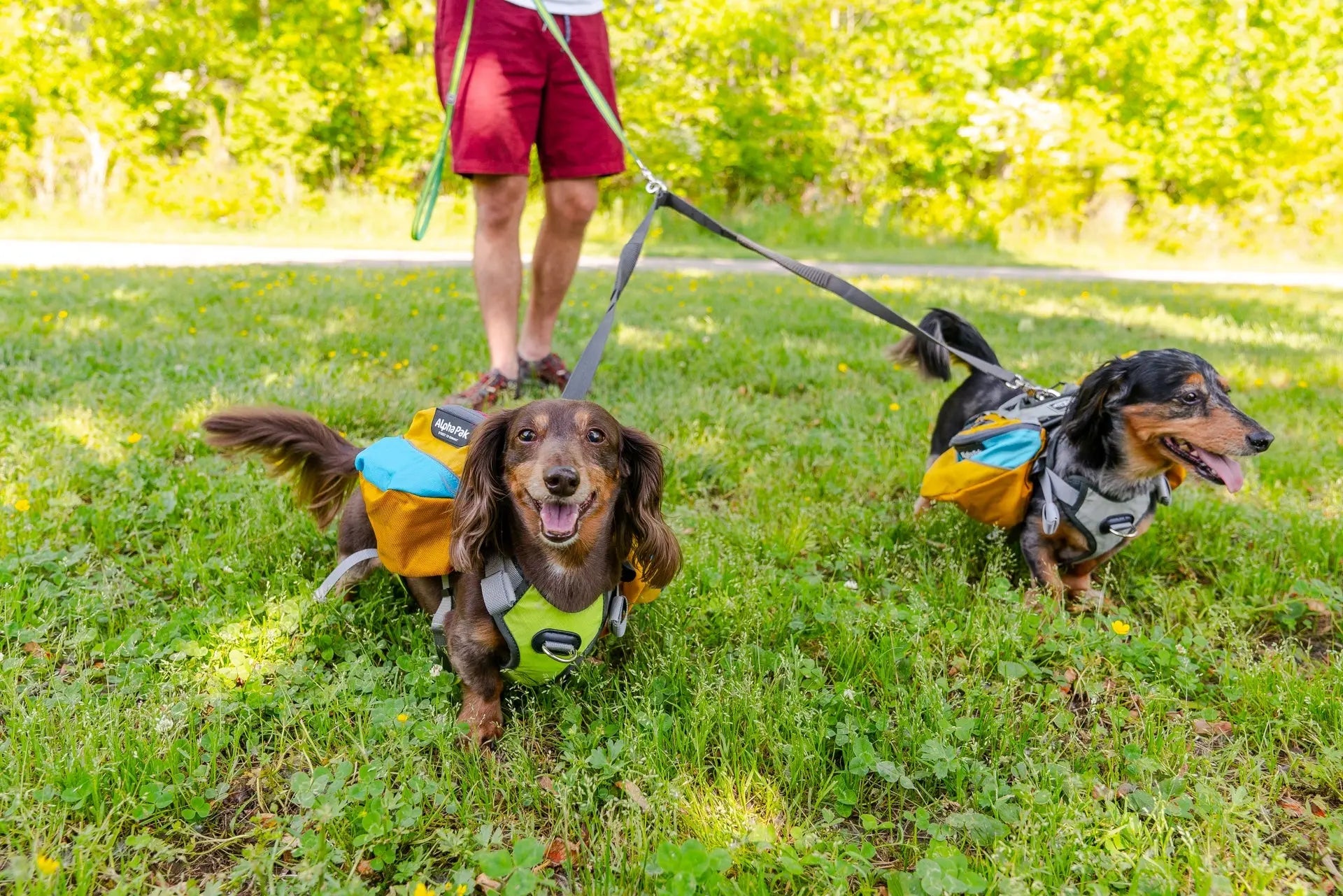 Teton Dark Gray Elastic Dog Leash Coupler Alpha Pak