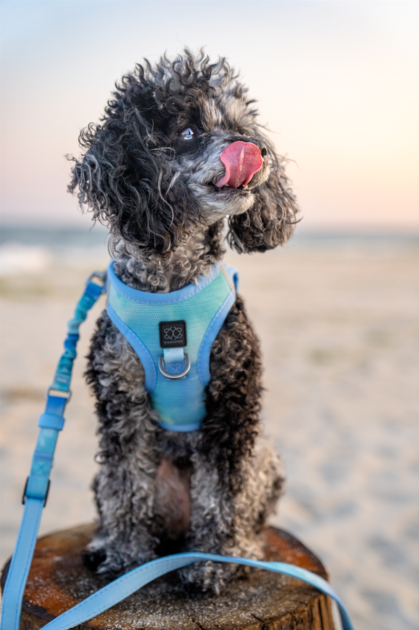 Summer AIR Harness - Ocean Dogistry™