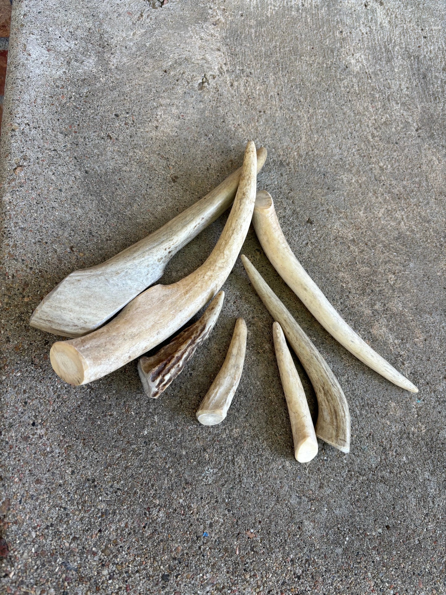 Deer Antler- Large Dogalicious Dog Treats, LLC