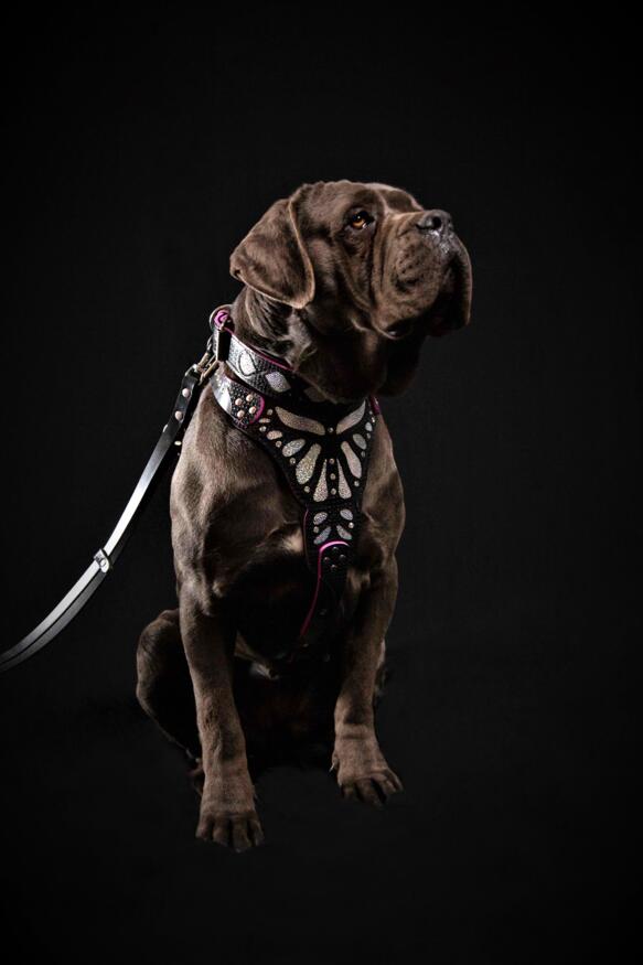 Bestia Ariel Leather Dog Harness