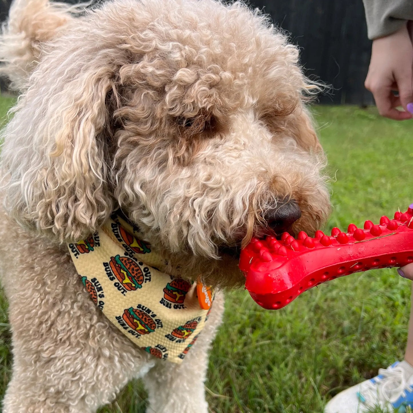 Arlo's Favorite Rubber Bone Alpha Pak