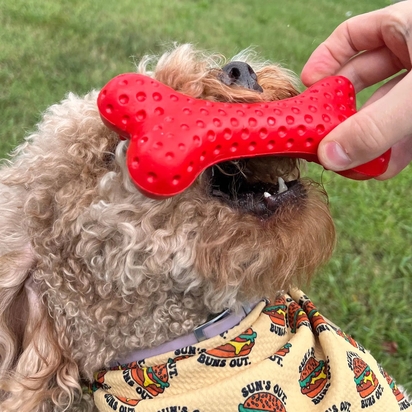 Arlo's Favorite Rubber Bone Alpha Pak