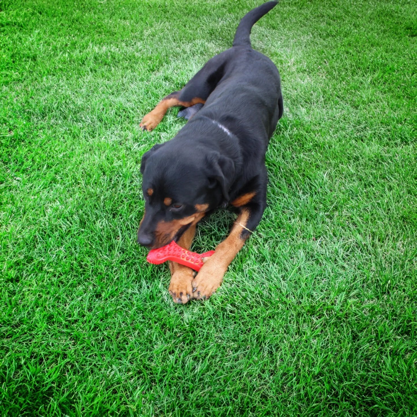 Arlo's Favorite Rubber Bone Alpha Pak