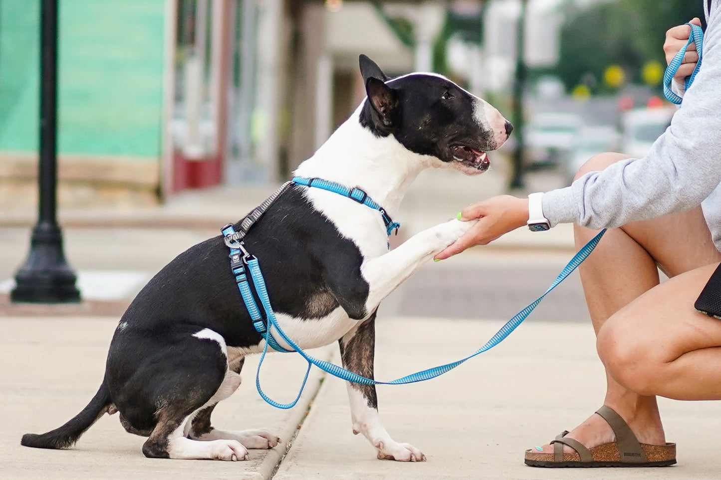 Reflective Balance Harness Blue-9 Pet Products