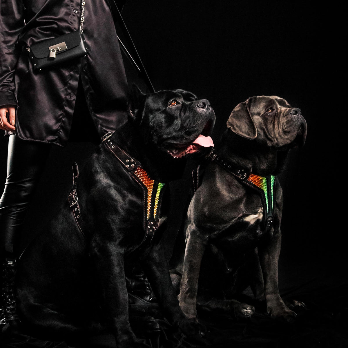 Bestia D'Albertis Leather Dog Harness – Limited Edition
