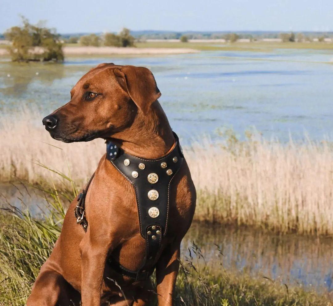 Bestia Bijou Leather Dog Harness – Black & Orange, Large Breeds