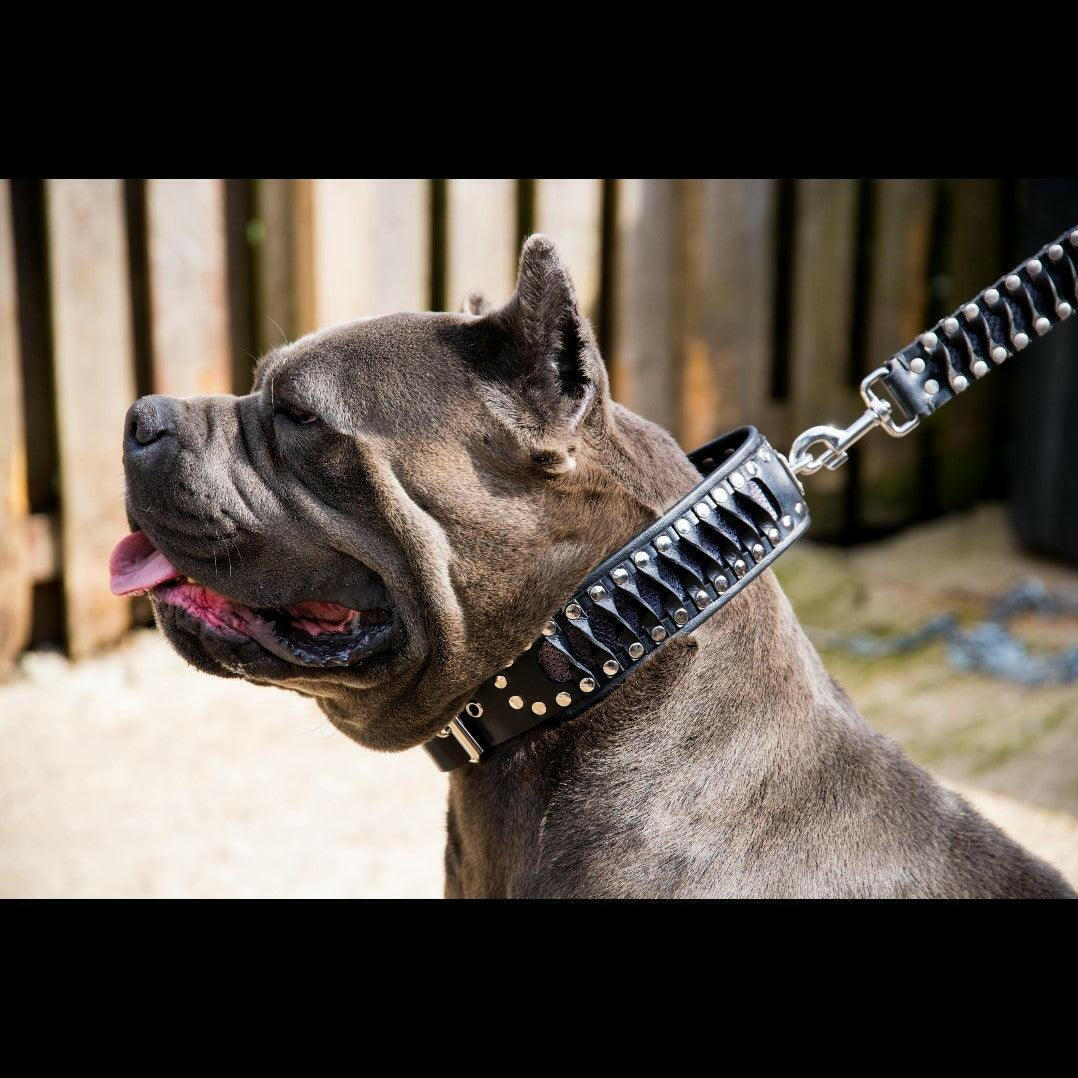 Bestia Steampunk Leather Dog Collar