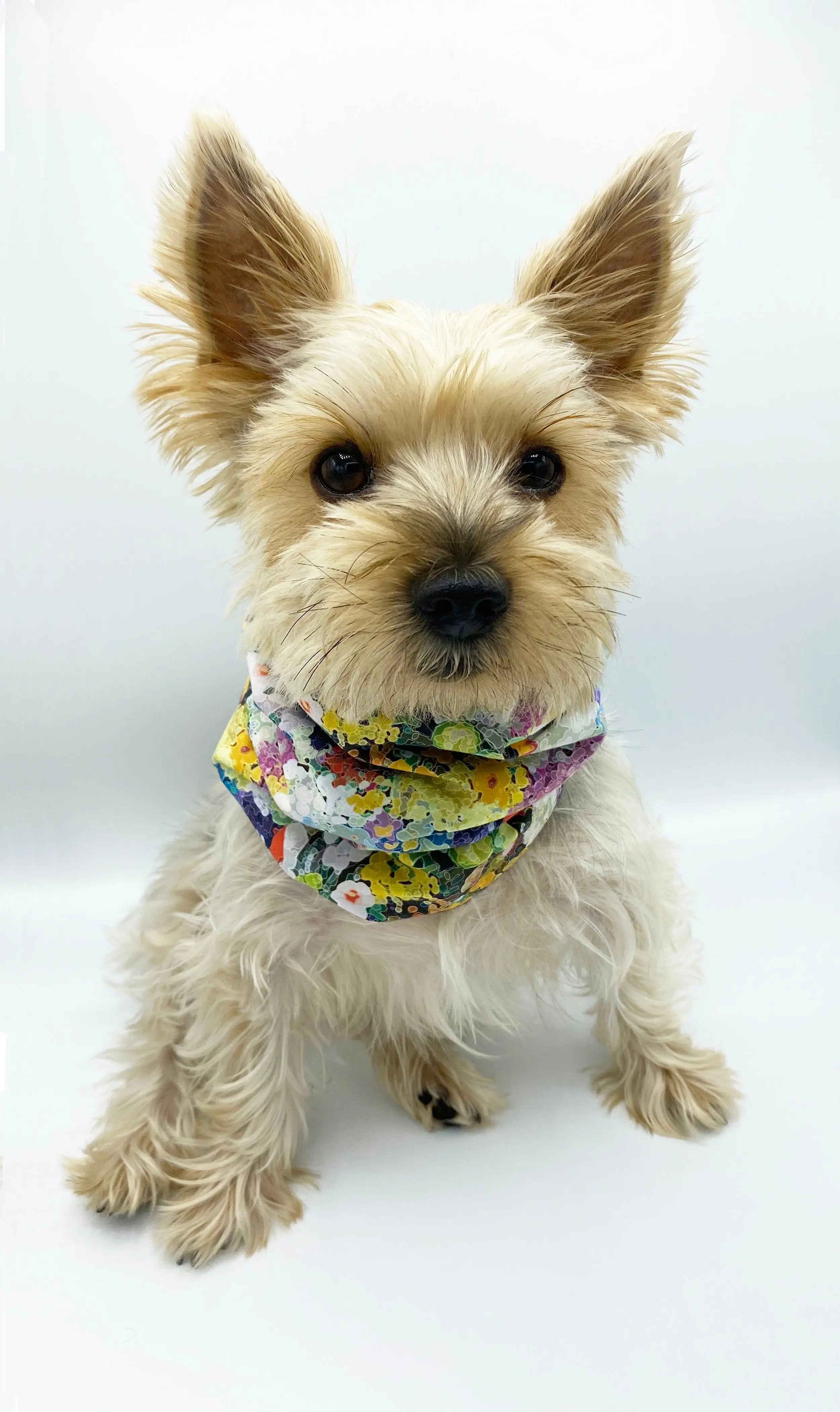 'Brett' Reversible Pet Snood BESPOKE PAWS