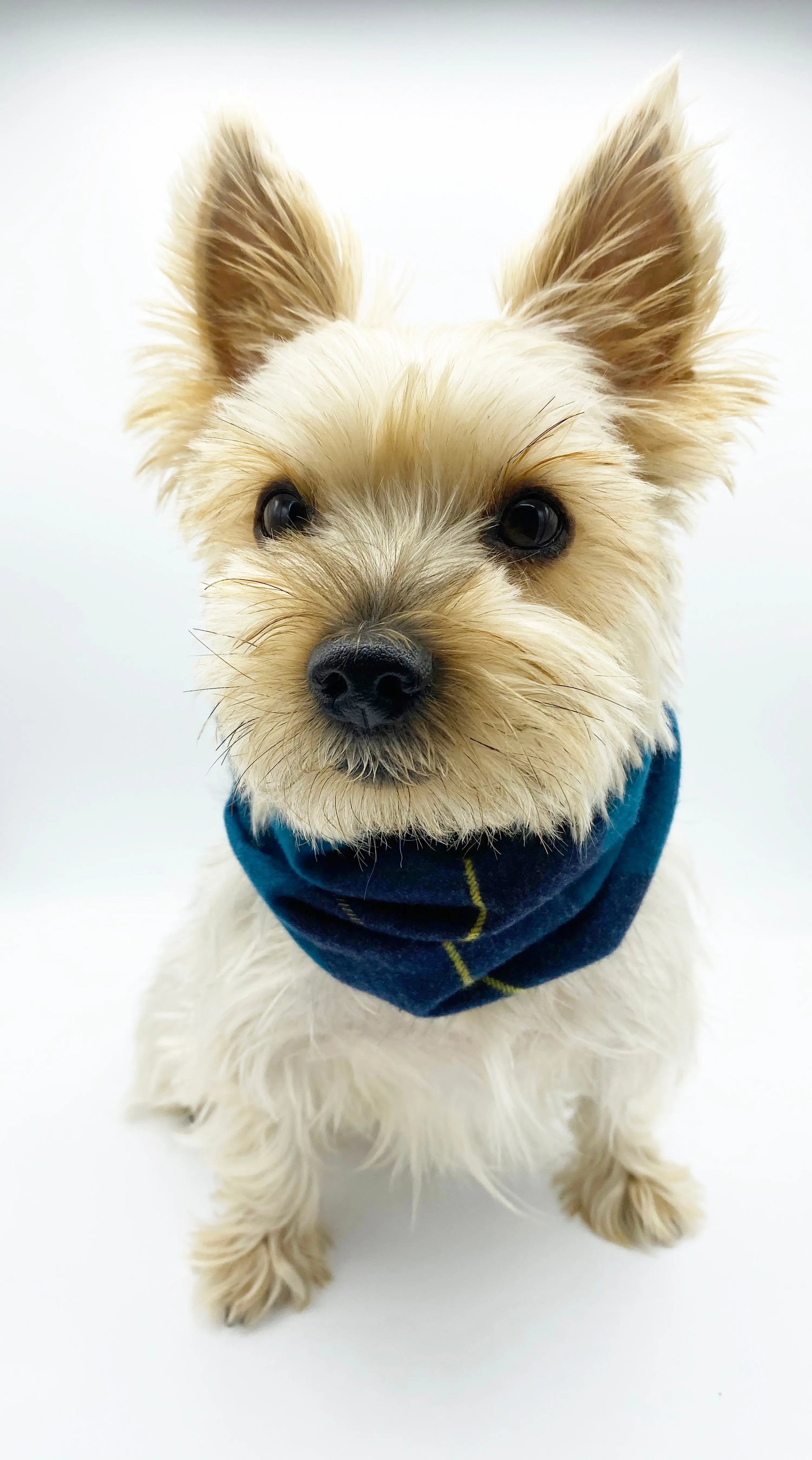'Blair' Reversible Pet Snood BESPOKE PAWS