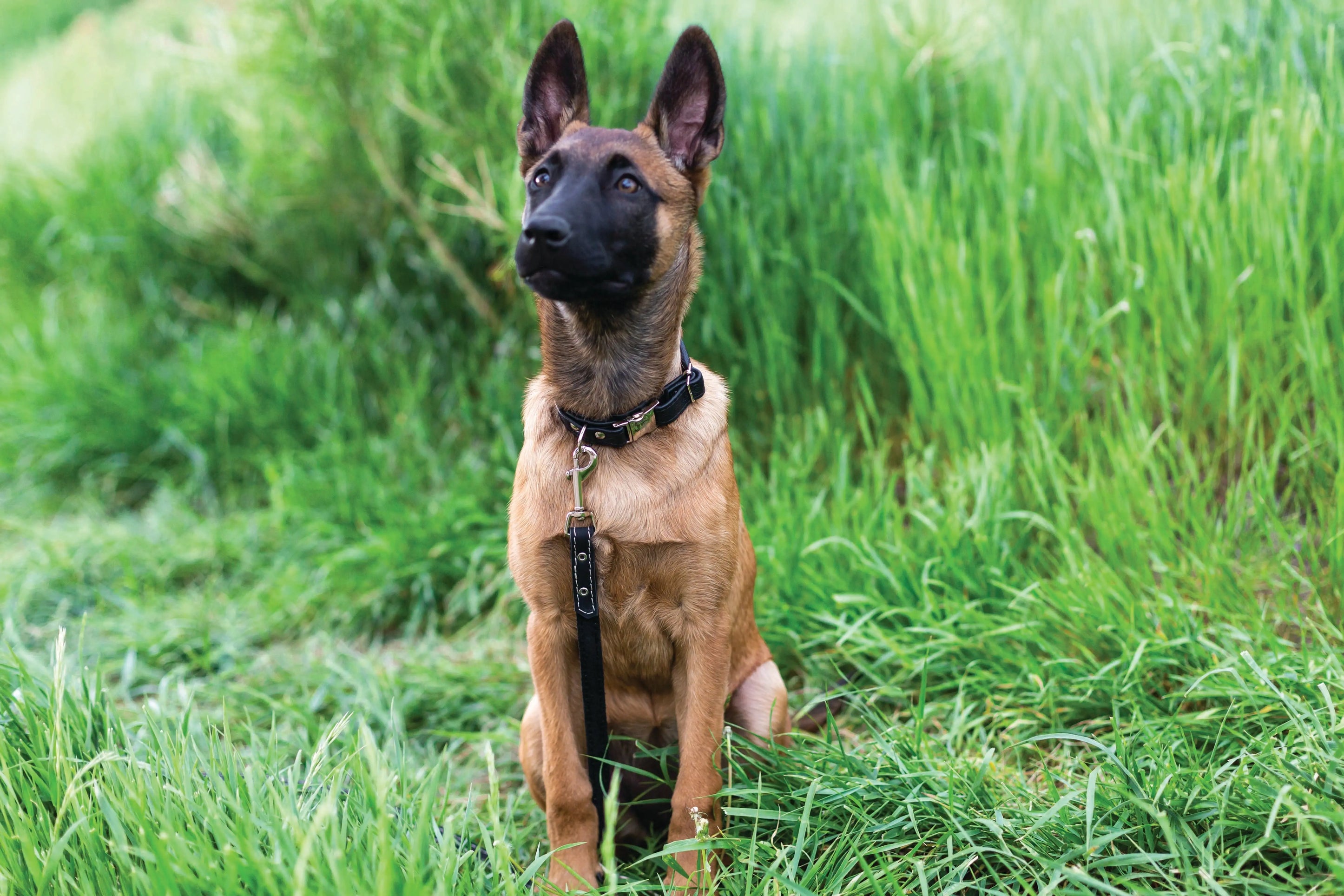Rolled Style Black Leather Quick-Release Dog Collar Euro-Dog Collars and Leads