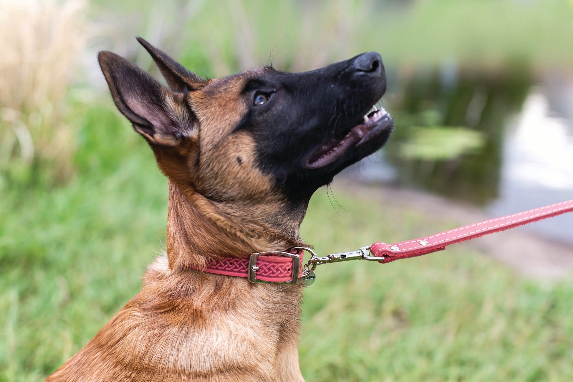 Z Celtic Style Leather Dog Collar Euro-Dog Collars and Leads