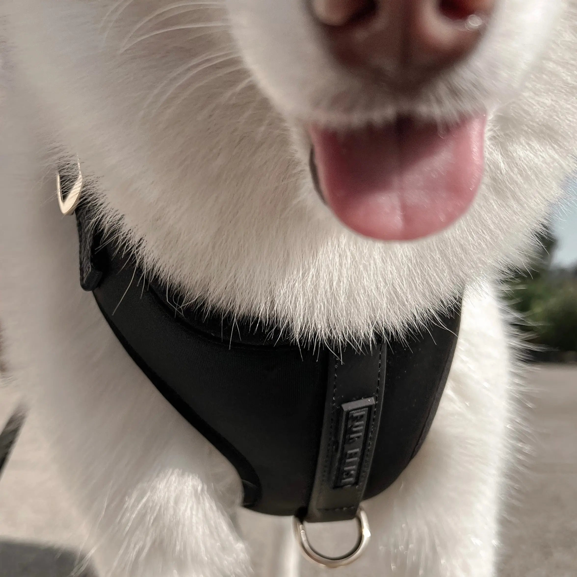 Fur Elise Harness - Noir