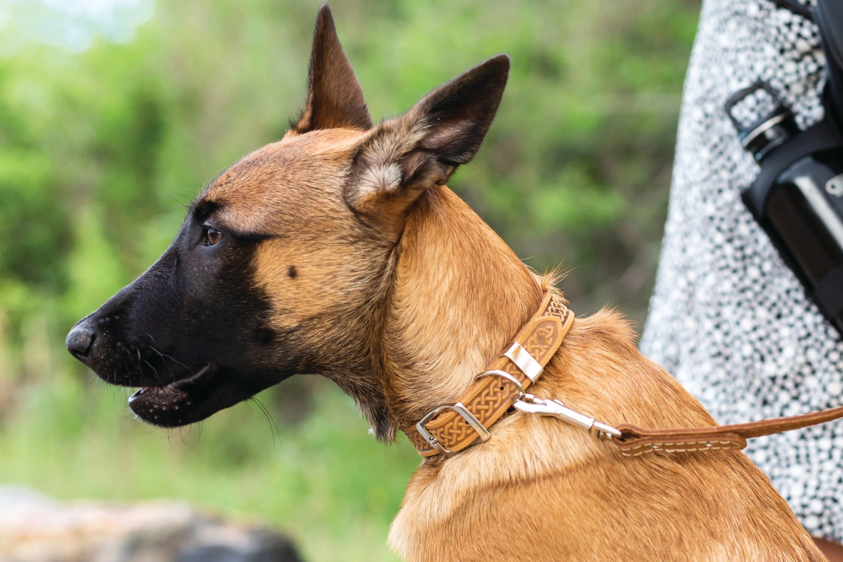 Z Celtic Style Leather Dog Collar Euro-Dog Collars and Leads