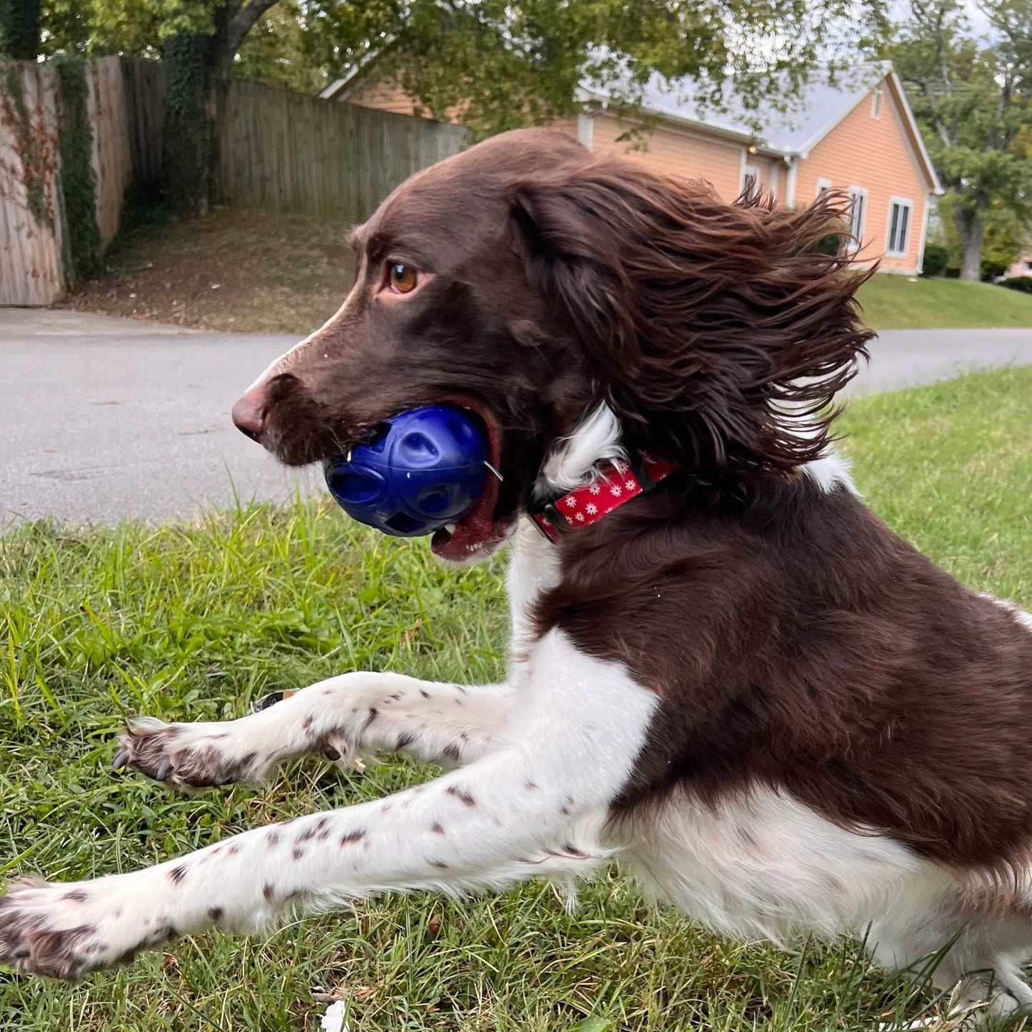 Chewie Squeak Rubber Football Alpha Pak