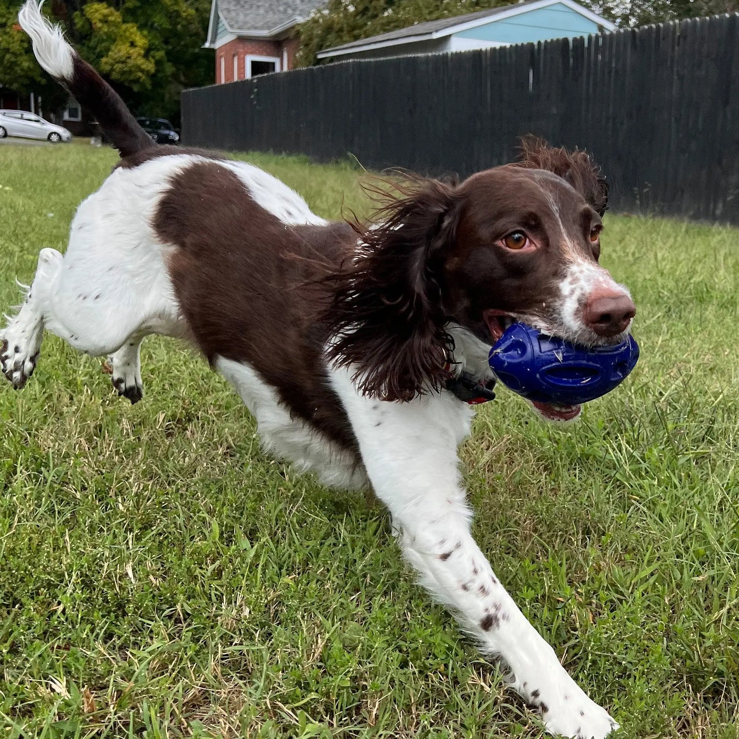Chewie Squeak Rubber Football Alpha Pak