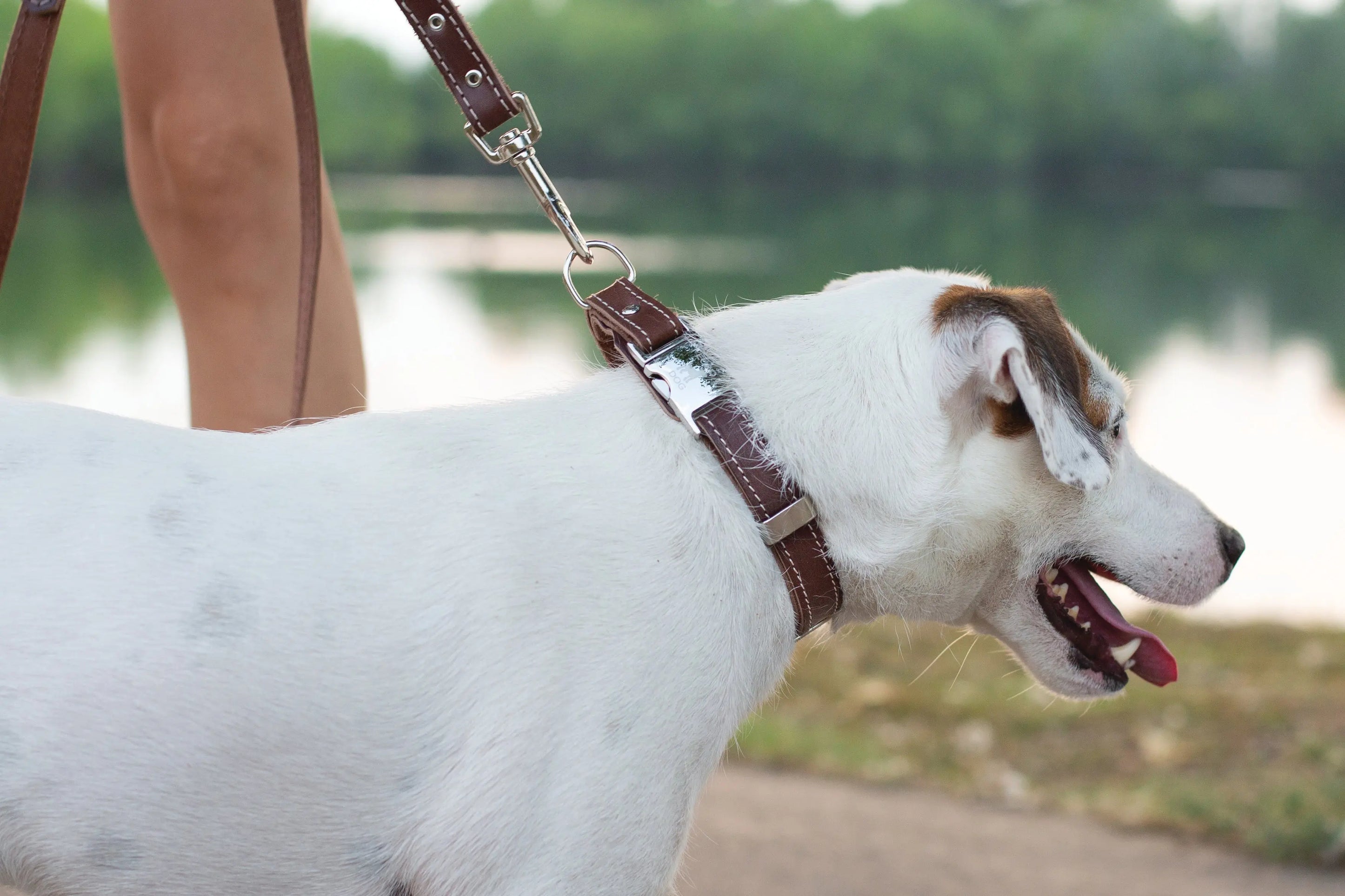 Traditional Chocolate Leather Leash Euro-Dog Collars and Leads