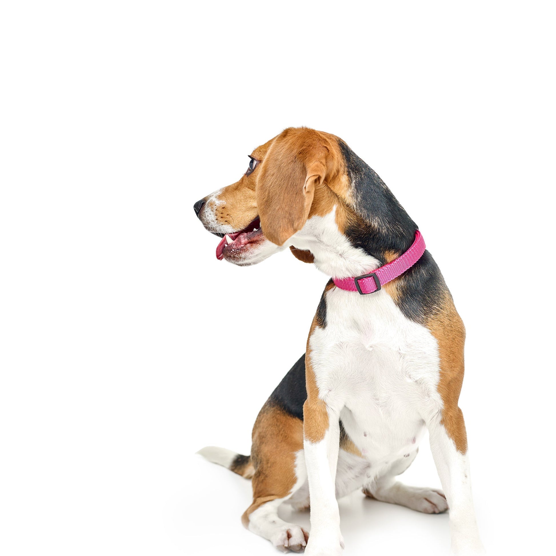 City Collar - Park Ave Pink Dogistry™