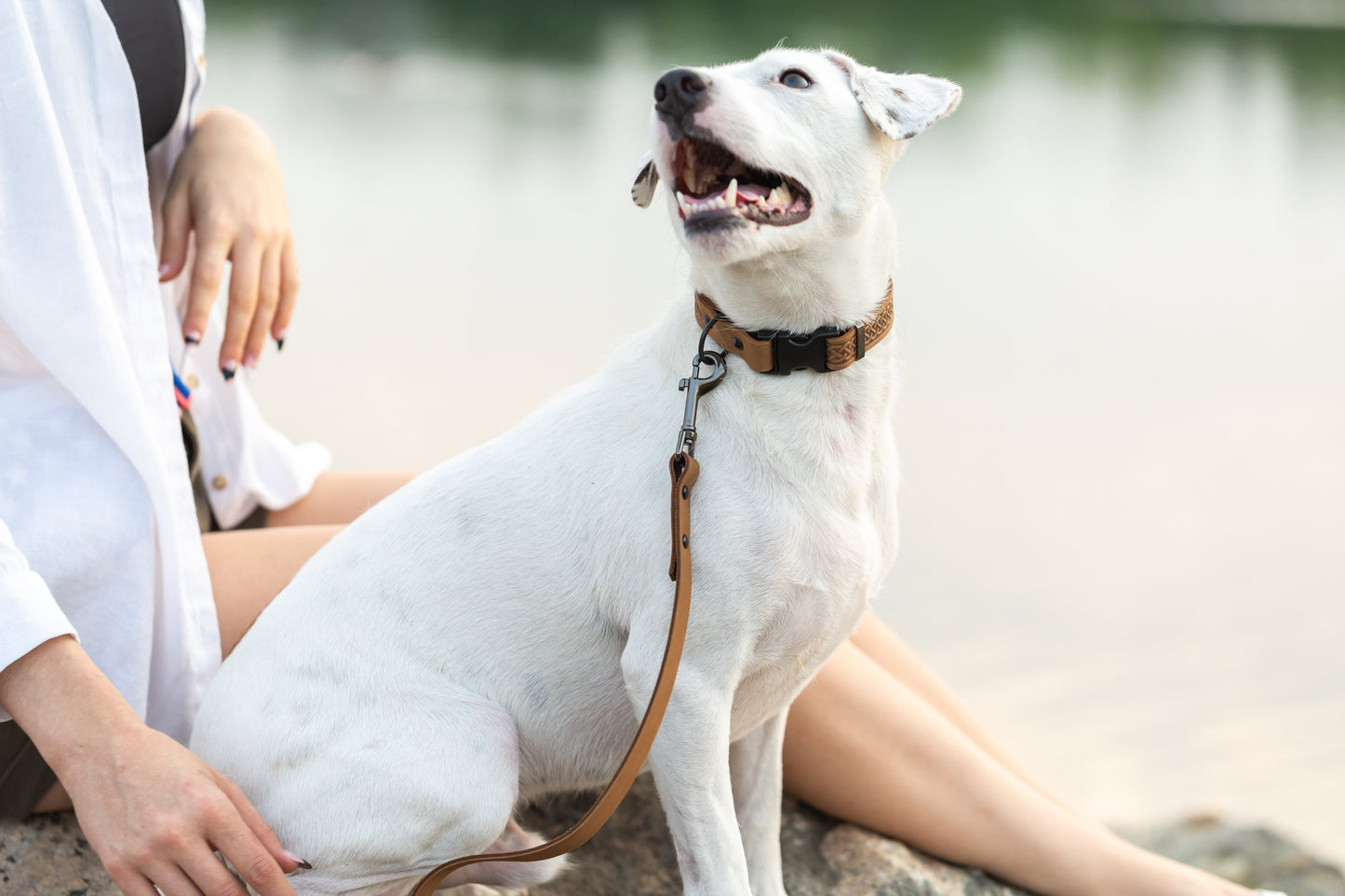 Celtic Sport Earth Brown Leather Dog Collar Euro-Dog Collars and Leads