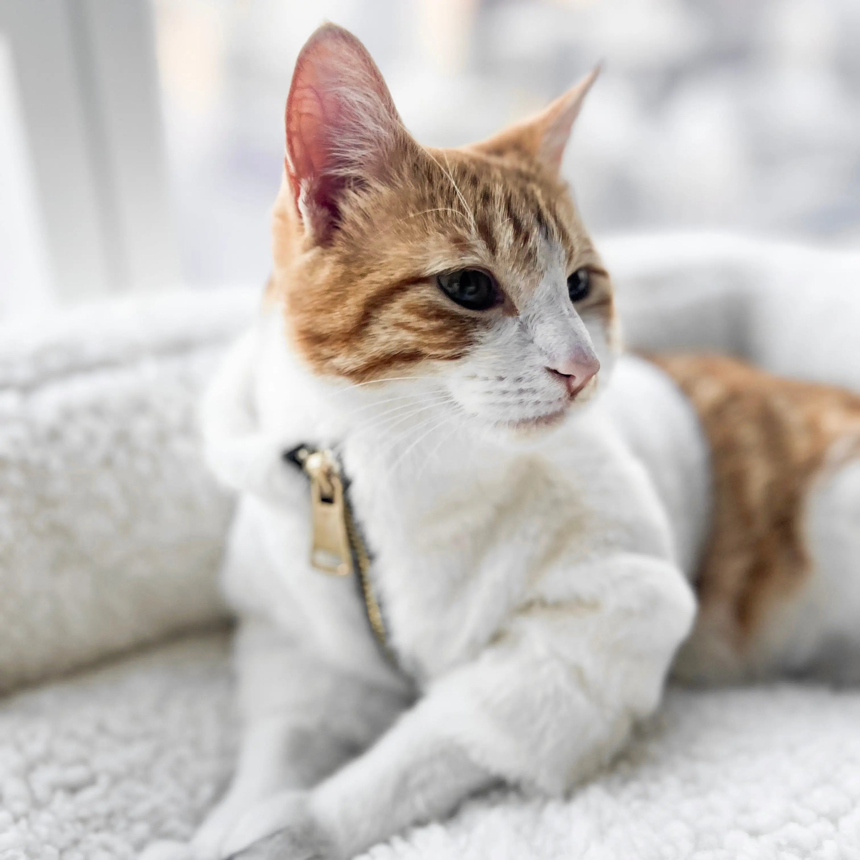 Fur Elise Furi Pet Coat - Bone